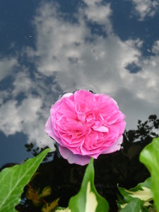 "Rosenhimmel" könnte die Spiegelung heißen.