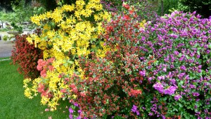 Bunt blüht der Rhododendron. 