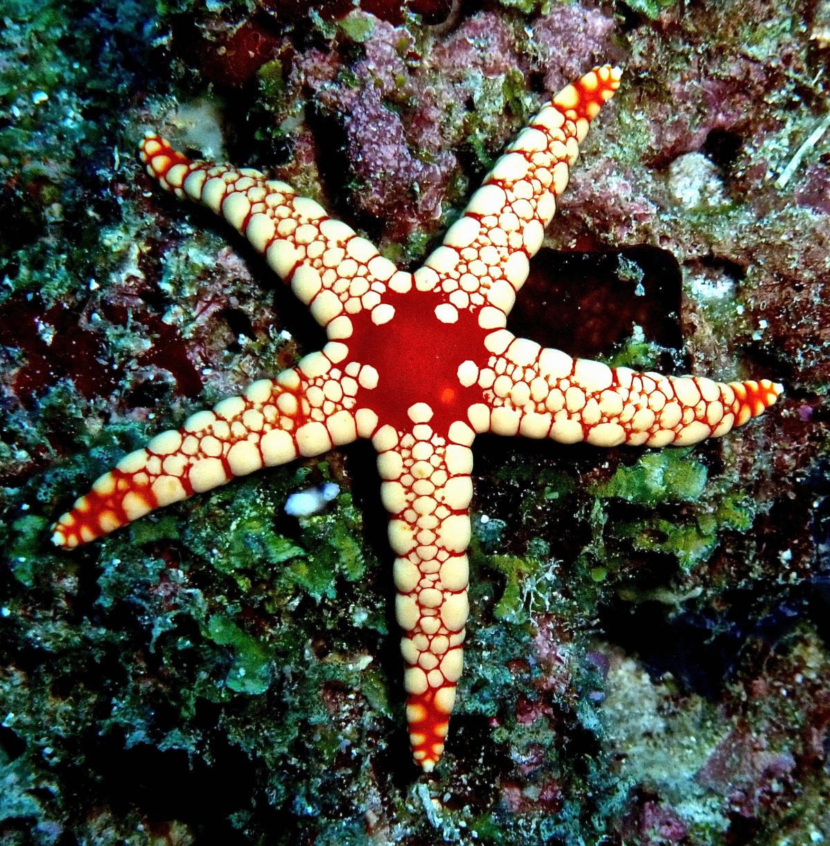 SeesternFoto weltweit für gefragt » Medienspezialist